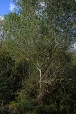 Selva (#6915)