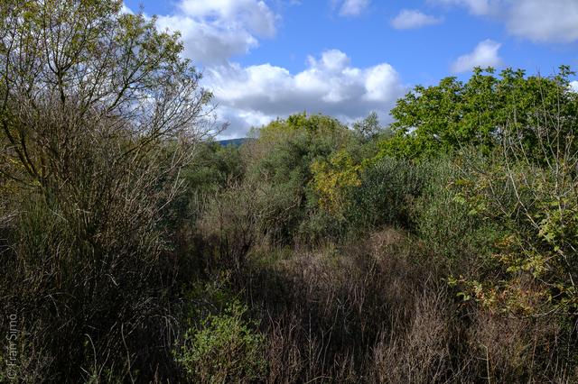 Selva (#6916)